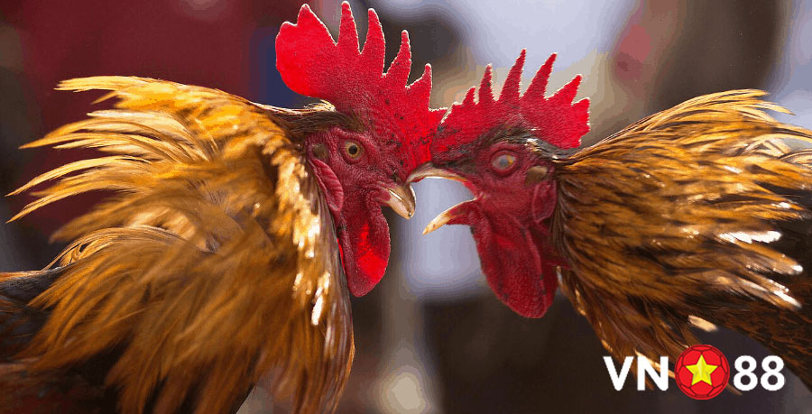 Đá gà trực tiếp Đá gà trực tiếp