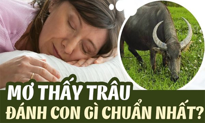 Nằm mơ thấy con trâu đánh con gì? Nằm mơ thấy con trâu đánh con gì?